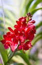 Red Vanda orchid flowers bloom beautifully on a tree.