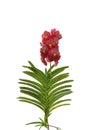 Red vanda orchid flowers with green leaves isolated on white background, clipping path included. Royalty Free Stock Photo