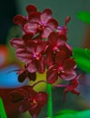 Red Vanda Orchid