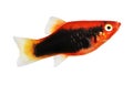 Red variatus Platy platy male Xiphophorus maculatus tropical aquarium fish Royalty Free Stock Photo