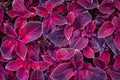 Red variegated foliage with green highlights high definition