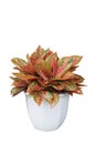 Red variegated leaves Aglaonema the colorful foliage plant bush popular tropical houseplant with multicolor nature leaves pattern