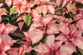 Red Varigated Poinsettia Blooming for Holiday Season