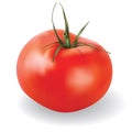 Vector tomato isolated on white background