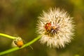 Red vegetable patterned bug on white dandelion Royalty Free Stock Photo