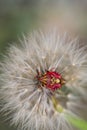 Red vegetable patterned bug on white dandelion Royalty Free Stock Photo