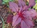 Red vegetable Love lies bleeding Amaranthus caudatus AMARANTHACEAE blooming in garden on nature background Royalty Free Stock Photo