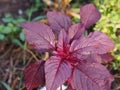 Closeup Red vegetable Love lies bleeding Amaranthus caudatus AMARANTHACEAE blooming in garden on nature background Royalty Free Stock Photo