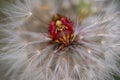 Red vegetable patterned bug on white dandelion Royalty Free Stock Photo