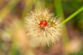 Red vegetable patterned bug on white dandelion Royalty Free Stock Photo