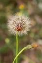 Red vegetable patterned bug on white dandelion Royalty Free Stock Photo