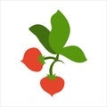 Red vegetable vector image, there are two tomatoes with a leaf icon Royalty Free Stock Photo