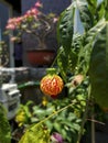 Red-veined Abutilon, Striped Abutilon, Abutilon striatum Dickson. Royalty Free Stock Photo