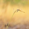 Red veined darter dragonfly