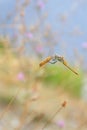 Red veined darter dragonfly