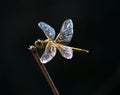 Red-veined Darter dragonfly - Sympetrum fonscolombii perching on a twig, Portugal. Royalty Free Stock Photo