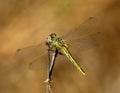 Red-veined Darter dragonfly - Sympetrum fonscolombii perching on a twig, Portugal.