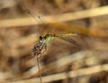 Red-veined Darter dragonfly - Sympetrum fonscolombii perching on a twig, Portugal.