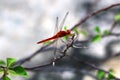 The red-veined darter dragonflySympetrum fonscolombii.