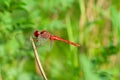 A red-veined darter or nomad dragonfly is perched on a branch Royalty Free Stock Photo