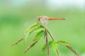 A red-veined darter or nomad dragonfly is perched on a branch Royalty Free Stock Photo