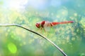 A red-veined darter or nomad dragonfly is perched on a branch Royalty Free Stock Photo