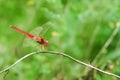 A red-veined darter or nomad dragonfly is perched on a branch Royalty Free Stock Photo