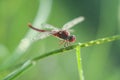 A red-veined darter or nomad dragonfly is perched on a branch and soaked in rainwater Royalty Free Stock Photo