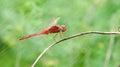 A red-veined darter or nomad dragonfly is perched on a branch and soaked in rainwater Royalty Free Stock Photo