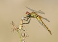 Red-Veined Darter (Sympetrum fonscolombii)