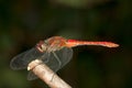 Red-veined darter (Sympetrum fonscolombii) dragonf Royalty Free Stock Photo
