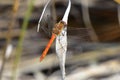 Yellow-winged Darter - Sympetrum flaveolum Royalty Free Stock Photo