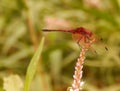 Red-Veined Dropwing Dragonfly