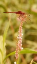 Red-Veined Dropwing Dragonfly