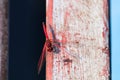 Red-Veined Dropwing Dragonfly On Painted Beam Trithemis arteriosa