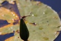 Red-Veined Dropwing Dragonfly Perched On Lily Flower Bulb Trithemis arteriosa