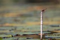 Red-Veined Dropwing Dragonfly On Reed Stalk Trithemis arteriosa