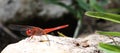 Red-veined dropwing dragonfly on a rock with wings lowered