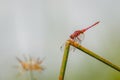 Red-veined dropwing dragonfly Trithemis arteriosa perched on a bare twig, Murchison Falls National Park, Uganda.