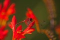 Red-veined Dropwing (Trithemis arteriosa) 14219