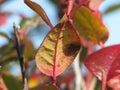 Red veined leaf in autumn