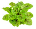 Red-veined sorrel Royalty Free Stock Photo