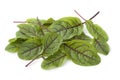 Red veined sorrel leaves