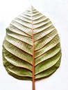 Red veins Kratom leaf pattern mytragina Speciosa on a white background Royalty Free Stock Photo