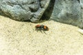 Red Velvet Ant in Sand Royalty Free Stock Photo