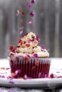 Red Velvet Cupcake in Snow with Heart Sprinkles Royalty Free Stock Photo