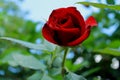 Red velvet is a delicate rose. Royalty Free Stock Photo