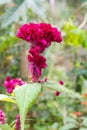 Red velvet flower plant