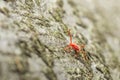 Red Velvet Mite Royalty Free Stock Photo