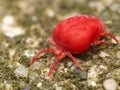 Red velvet mite on green surface